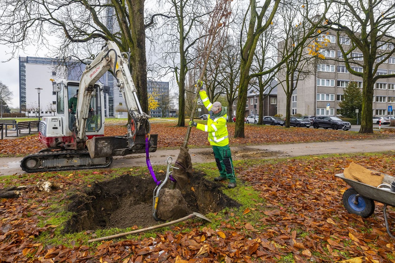 16 Bäume werden auf dem Otto-Krafft-Platz in Hamm nachgepflanzt.