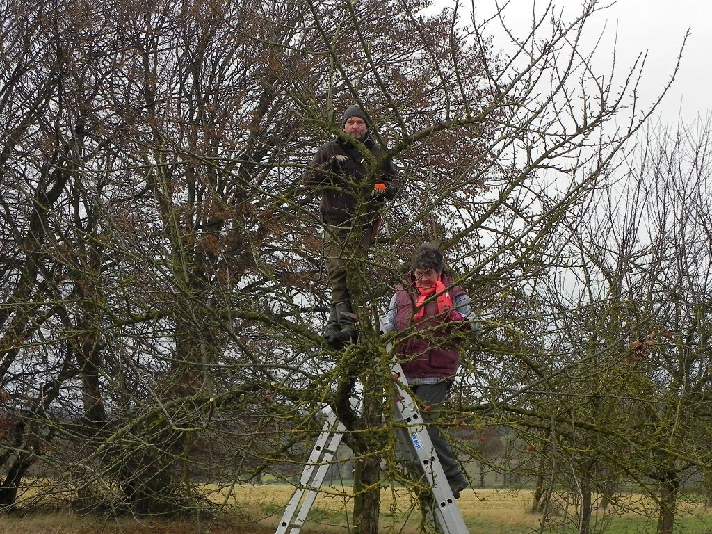 Die Engagierten des Heimatvereins Ottenhausen e. V. beim winterlichen Obstbaumbeschnitt